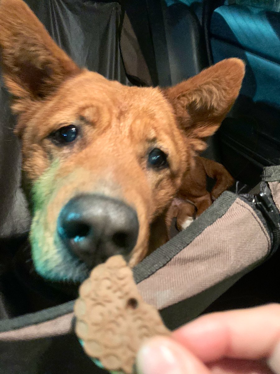 Twitter friends, I need your help! This sweet girl is named Brandy. She’s looking for her FUREVER home🐾🐶 We’ve fostered her, but are hoping to find her a permanent family! Could you share and RT this for me? I know her perfect family is out there❤️