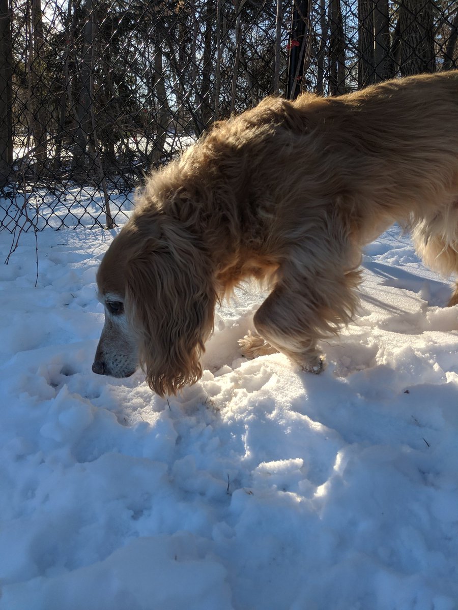 BFVCInpatient's tweet photo. Teddy is enjoying the sun during his Hospital stay! https://t.co/7xU9j71YOE