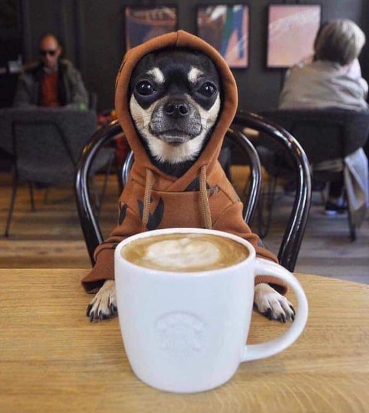 LOmRecomendable's tweet photo. ¿Frío? ¡Bonito miércoles! #LOmasrecomendable 🙂👊 🐶 https://t.co/MO9iKLlNYS
