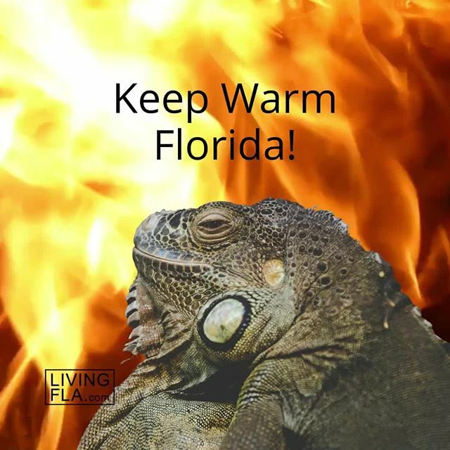 TasteFlorida's tweet photo. Keep Warm Florida! :-)⁠
.⁠
.⁠
#Florida #Iguana #Fireplace #Warm #Cold #winter #nature #photooftheday #cozy #floridalife #vacation #travel #southflorida #sunshinestate #visitflorida #LivingFLA #BocaRaton #DelrayBeach #PalmBeach #Miami #FortLauderdale … https://t.co/km8JbyMflh https://t.co/a0zKIIU1eu