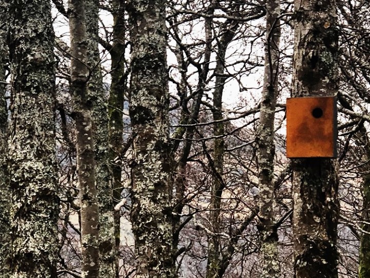Our Nestbox sale continues over the #BigGardenBirdWatch weekend.

#birdlife #birding #birdwatching #birds #gardenbirds #birdbox #nestbox #naturesvoice #landscapedesign #artgarden #modernlandscape #art #sculpture #design #modernart

Link in bio. 🐣🐤🐥
