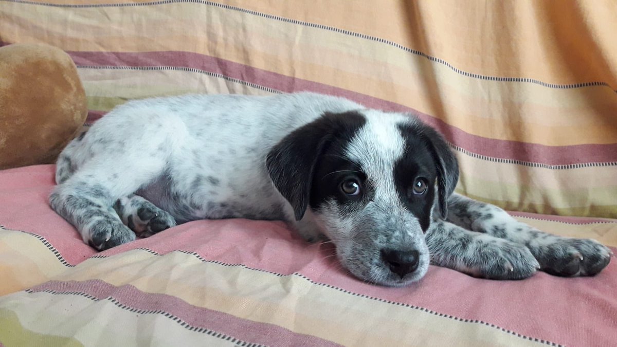 protemalaga's tweet photo. ABADIA, mix de labrador nacida el 15/11/2019, fue rescatada junto a sus 7 hermanos. Es una perrita alegre y muy juguetona. ABADIA es muy cariñosa y sociable, se lleva fenomenal con niños, le encanta dormir en tu regazo.
+info: 📩acogidasprotectoramalaga@gmail.com https://t.co/uHEvMOq3nJ