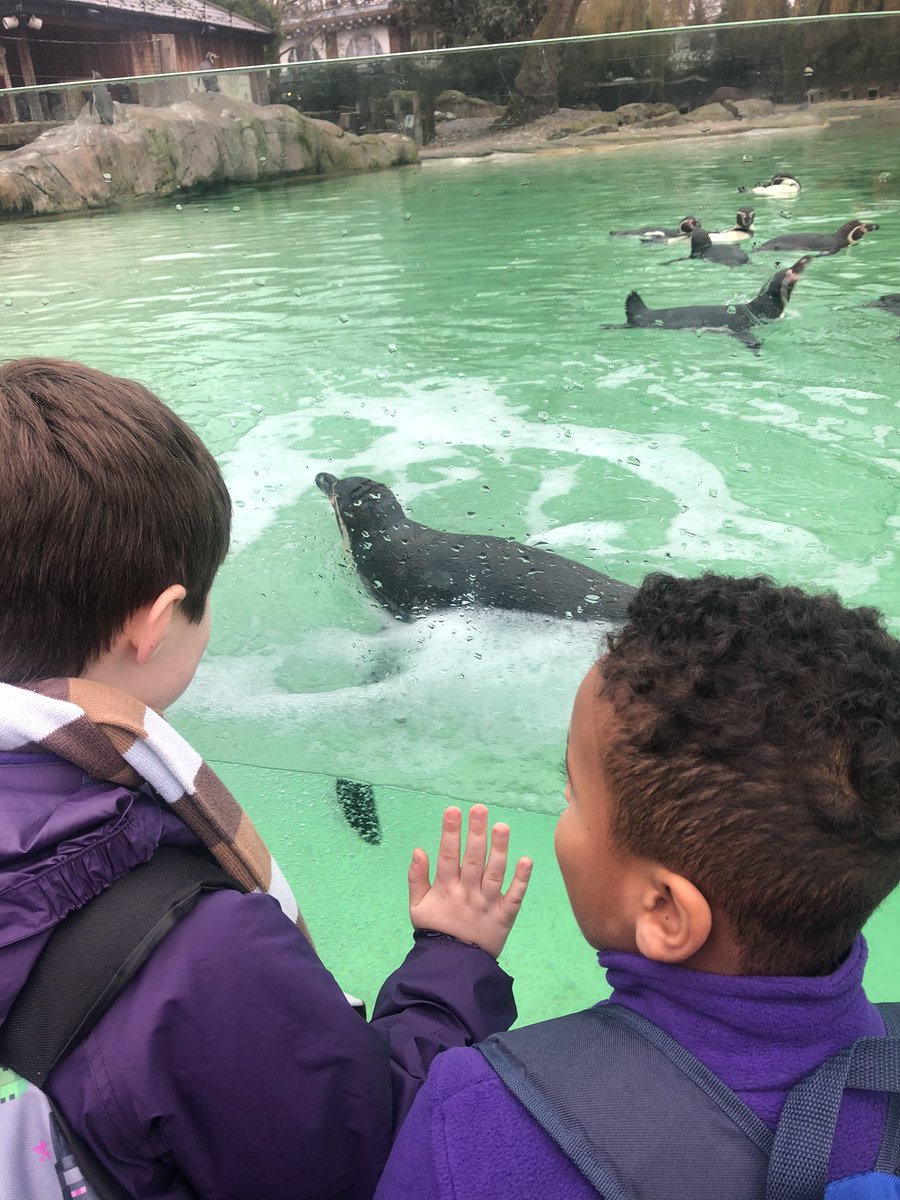 EEC_Elaine's tweet photo. What a great day @zsllondonzoo the children have had a wonderful time linking to their learning of endangered animals. @AshclassEPS @PrimaryElaine @InspireSELondon https://t.co/Y3GRf49lEs