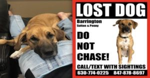 DogPetMag's tweet photo. Rhodesian Ridgeback: Teenage Boy With Cancer Searches For Lost Dog... https://t.co/S0OLBdWxkn #dog https://t.co/vIM8J7yPVn