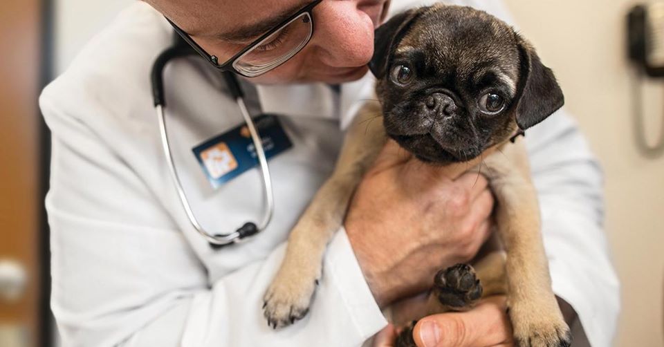 MarsPetcareUS's tweet photo. #ABetterWorldForPets means recognizing the importance of weight management for pets. Proud that @Banfield's 2020 #VETReport brings more data, insights and solutions to veterinary professionals so they can help pet owners with this weighty issue: https://t.co/p7BQxVcvsq https://t.co/FwycQuLddO