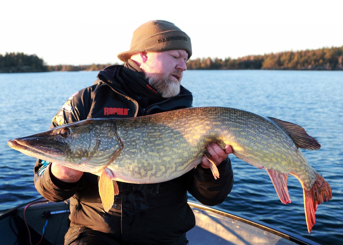 Ett hugg, en fisk. Årets första gädda: 10,22 kilo 
Nytt blogginlägg av Mogge Lewin

Den här vintern har präglats av hårda vindar och total avsaknad av is i mina hemtrakter kring Örebro. Ett dilemma för oss sportfiskare. ...... Läs mer bit.ly/36jYbUE
