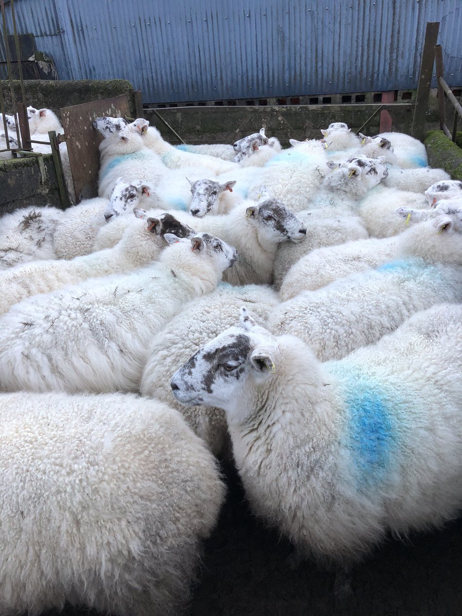 Ampandrew's tweet photo. Fattest animals iv ever see i think #aberfields #funfunfun https://t.co/kBxOfM0F2m