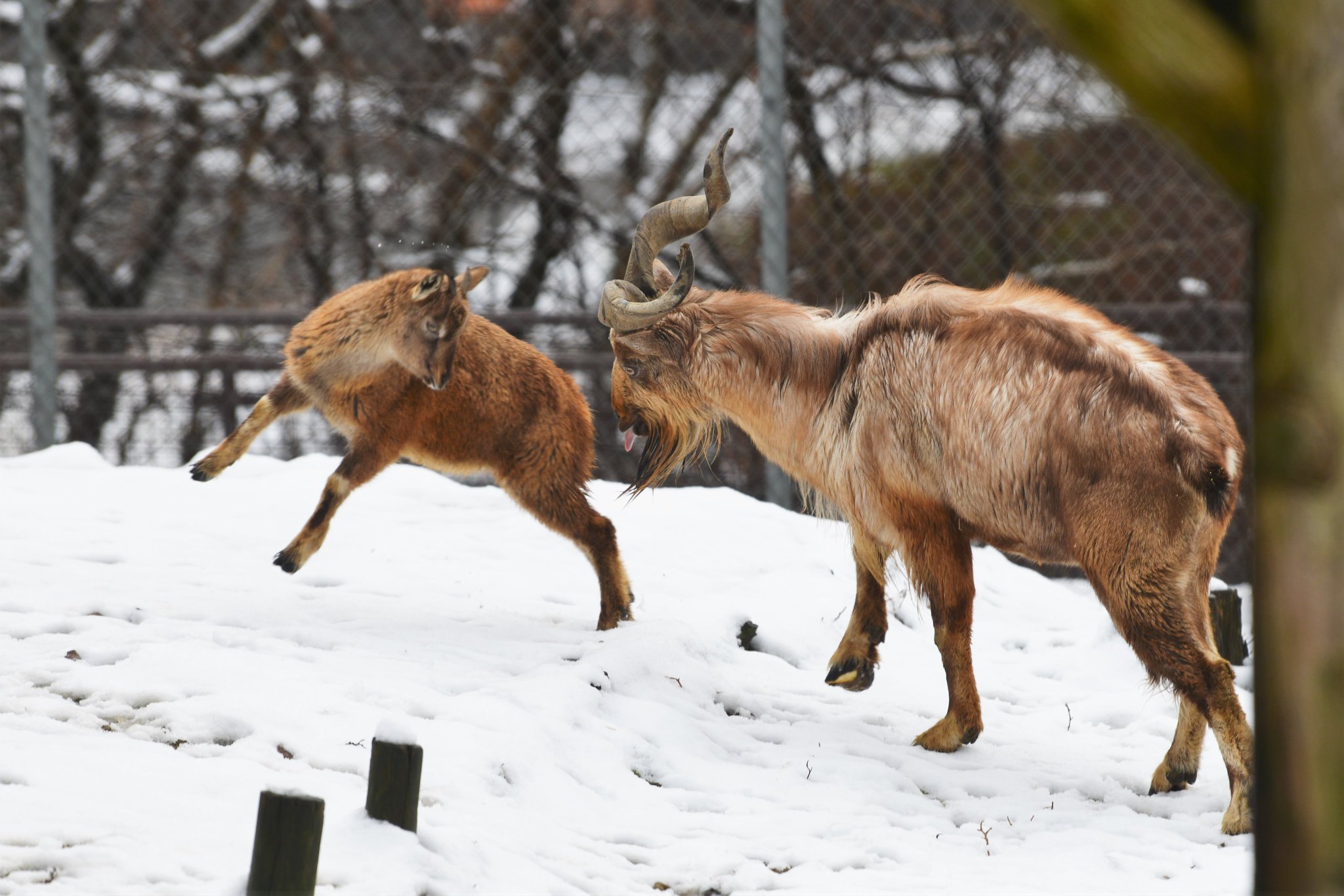 空白寺 ツノが猛烈にかっこいいマーコール 大森山動物園 空白寺 ツノが猛烈にかっこいいマーコール 大森山動物園