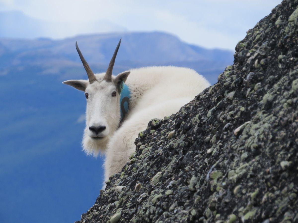 dulude_debroin's tweet photo. Grizzlies, cougars and wolves not only kill #mountaingoats, they also stress them enough to impact recruitment. 🐻🐐 

Here's our new @FunEcology paper: https://t.co/aOw68FWich. @cen_nord @NSERC_CRSNG https://t.co/B2SaIvHPbx