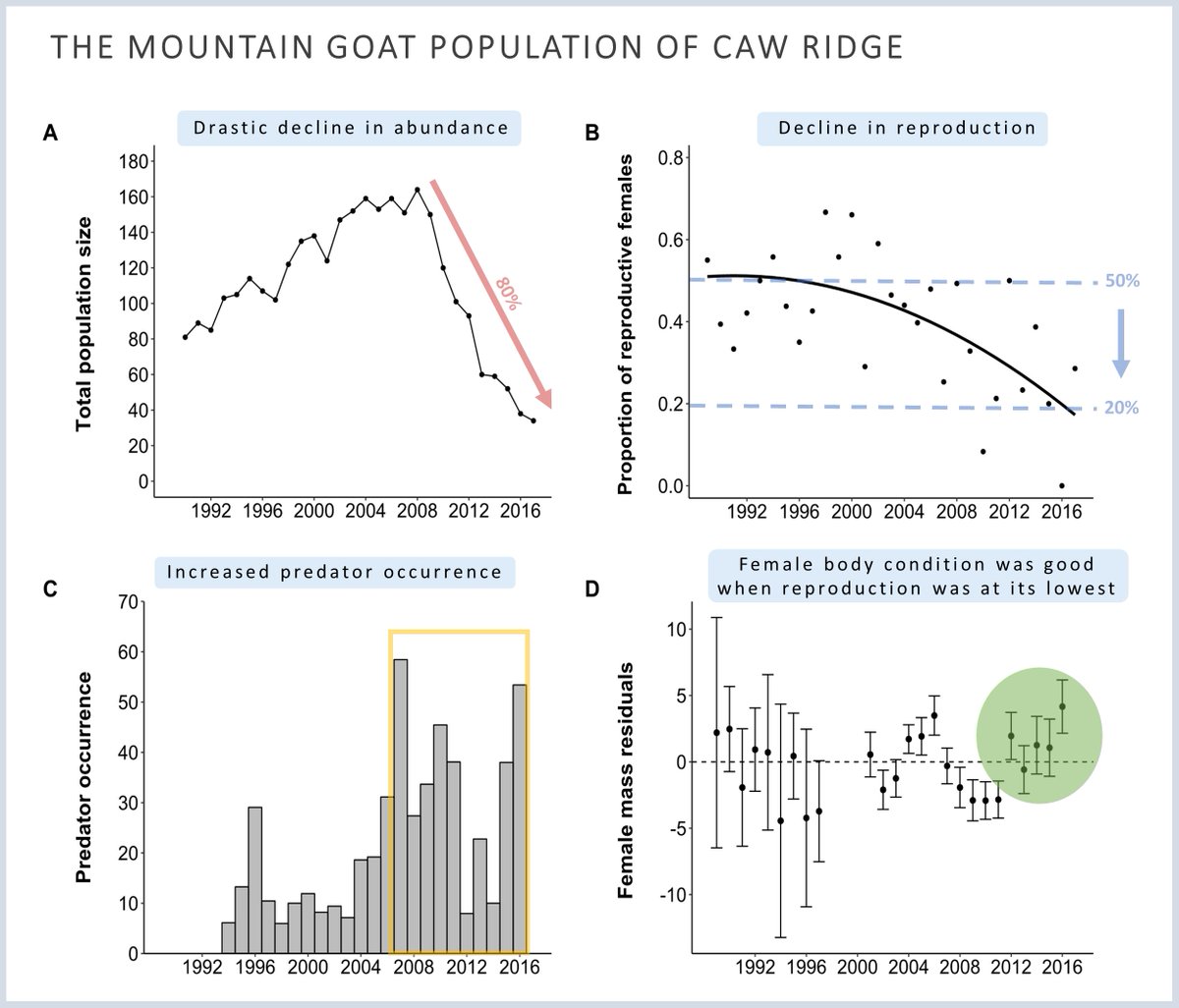 dulude_debroin's tweet photo. Grizzlies, cougars and wolves not only kill #mountaingoats, they also stress them enough to impact recruitment. 🐻🐐 

Here's our new @FunEcology paper: https://t.co/aOw68FWich. @cen_nord @NSERC_CRSNG https://t.co/B2SaIvHPbx