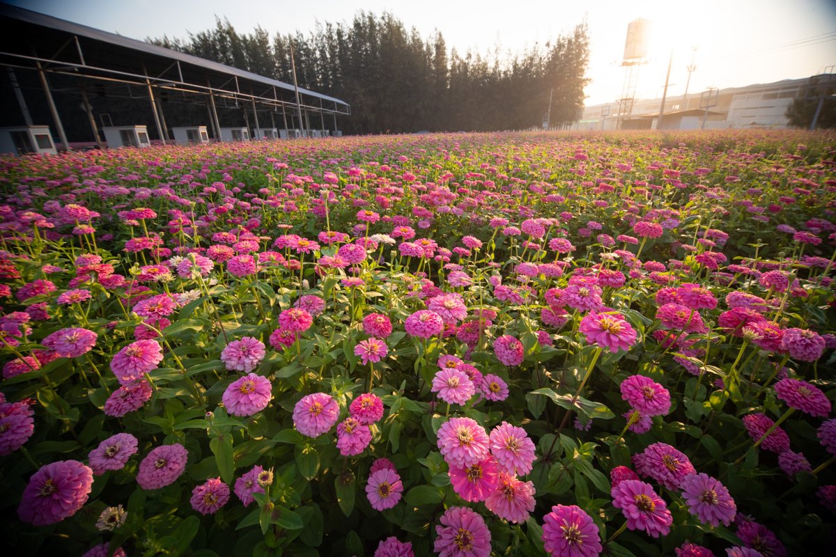 Psanitwong's tweet photo. สวนสวย น้ำชื่นใจ คนอบอุ่น ธรรมะเป็นที่สบาย

#ทุ่งสวรรค์ตะวันใส
#วัดพระธรรมกาย
#เบญจทรัพย์ #ทรัพย์บานชื่น 
#ธรรมยาตราปีที่8 
#chrysanthemum #เบญจมาศ 
#ChrystalPink
#ChrystalPinkflair
#ChrystalRomance
#ChrystalLovely
#บานชื่น #BrightPink 
#Thailand https://t.co/bohknJCI1o