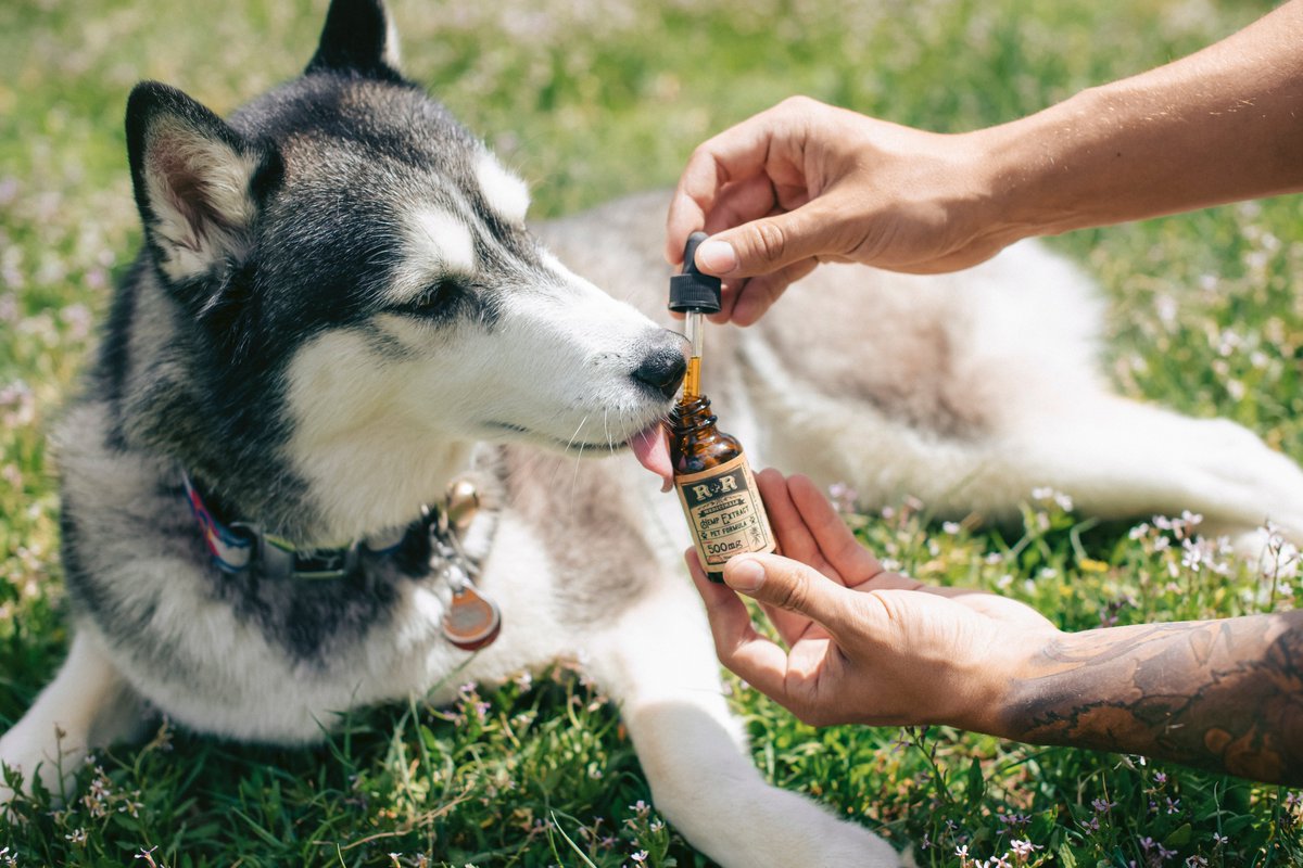 We are proud to work with some of the best CBD brands in the pet industry. Are you a pet CBD brand that needs exposure, sales, revenue? We can help! #CBD #petCBD #petproducts #cbdoil
