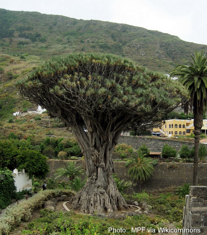 #RepeatTweet   #GreatTrees A magnificent dragon tree (Dracaena draco) at Icod, Tenerife in the Canary Islands. The tree with blood of the dragon sap.   Trees are magnificent and much under appreciated!!!