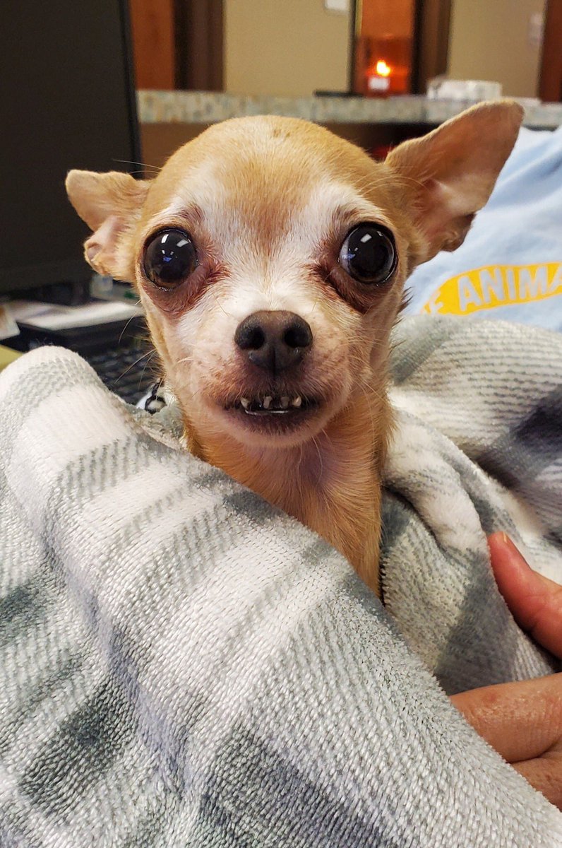 Muncie Animal Care & Services tweet media