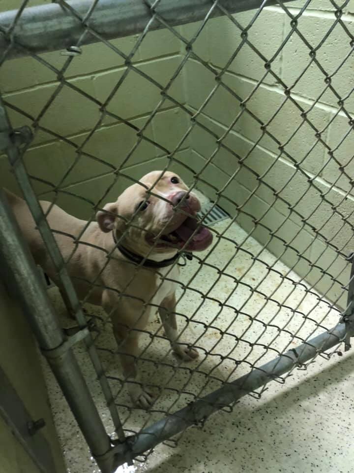 Muncie Animal Care & Services tweet media