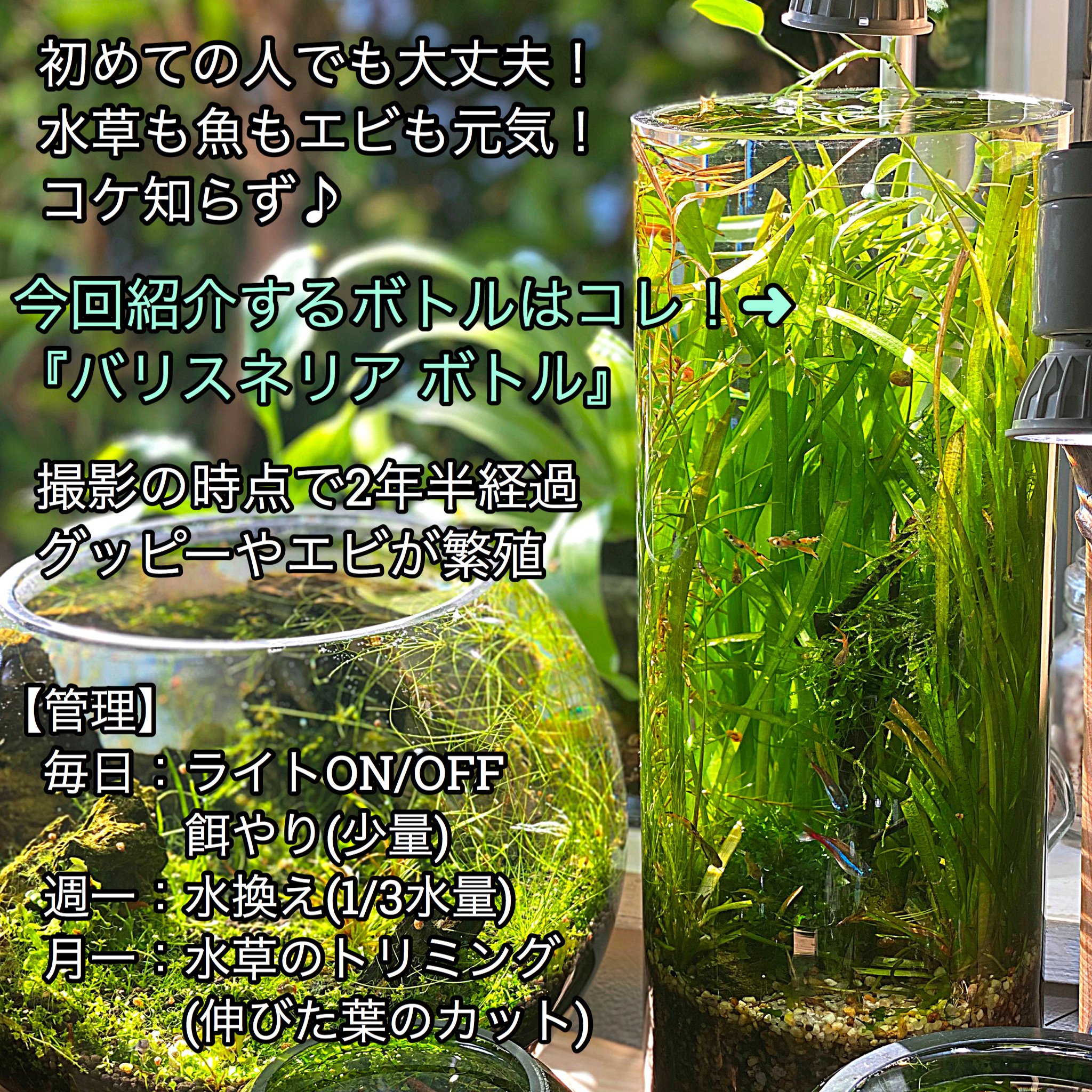 Sonoアクアプランツファーム Instagram更新情報 小さな自然の作り方 Part1 Nature ボトル アクアリウム入門 公開します 簡単 確実 美しい 長持ちするボトルアクアリウムレシピ バリスネリア ボトル T Co Sqkcupkxch T