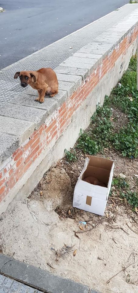 siviaromera1's tweet photo. CARTAYA(HUELVA)
HAN TIRADO A ESTA POBRE CON SUS BEBES EN UNA CAJA
LA EMPRESA DE LIMPIEZA SE LOS HA LLEVADO
VOY A HACER TODO LO POSIBLE POR HACERME CON ELLOS
NECESITO UNA ACOGIDA Y COLABORACIÓN CIUDADANA PARA DAR CON SUS DUEÑOS Y PROCEDER CON LA DENUNCIA CORRESPONDIENTE
622795865 https://t.co/HQBNdvdQuB