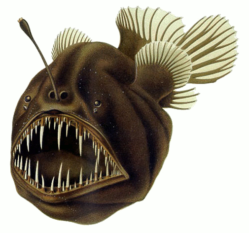 A Humpback anglerfish: one lure, a large body, and lots of teeth