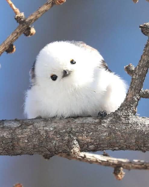 ` . ♡ มัมหมีน้องรูล ·° tweet media