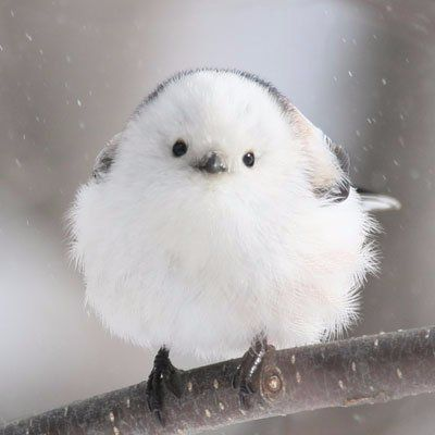 ` . ♡ มัมหมีน้องรูล ·° tweet media