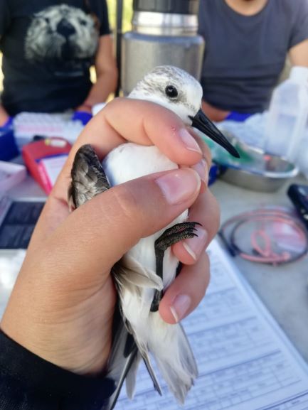 birdecologylab's tweet image. #Chiloe Jan expedition finished!!&amp;gt;100 hudsonian godwits &amp;gt;50 sanderlings sampled, flagged/ 14 godwits GPS-tagged (Microwave) &amp;amp; 26 sanderlings radio-tagged (Motus)/ in collaboration with different projects @verdugoclaudio @NRSenner @BirdsCanada. Thanks all crew!!! Gorgeous teamwork