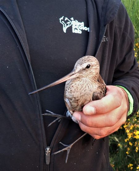 birdecologylab's tweet image. #Chiloe Jan expedition finished!!&amp;gt;100 hudsonian godwits &amp;gt;50 sanderlings sampled, flagged/ 14 godwits GPS-tagged (Microwave) &amp;amp; 26 sanderlings radio-tagged (Motus)/ in collaboration with different projects @verdugoclaudio @NRSenner @BirdsCanada. Thanks all crew!!! Gorgeous teamwork