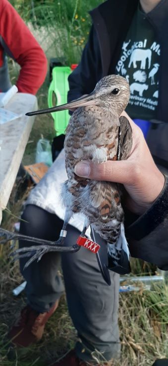 birdecologylab's tweet image. #Chiloe Jan expedition finished!!&amp;gt;100 hudsonian godwits &amp;gt;50 sanderlings sampled, flagged/ 14 godwits GPS-tagged (Microwave) &amp;amp; 26 sanderlings radio-tagged (Motus)/ in collaboration with different projects @verdugoclaudio @NRSenner @BirdsCanada. Thanks all crew!!! Gorgeous teamwork