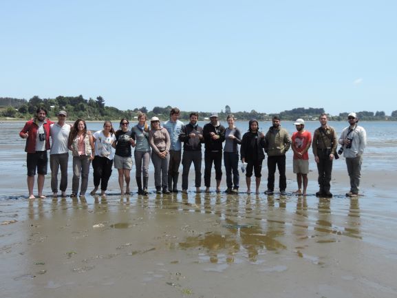 birdecologylab's tweet image. #Chiloe Jan expedition finished!!&amp;gt;100 hudsonian godwits &amp;gt;50 sanderlings sampled, flagged/ 14 godwits GPS-tagged (Microwave) &amp;amp; 26 sanderlings radio-tagged (Motus)/ in collaboration with different projects @verdugoclaudio @NRSenner @BirdsCanada. Thanks all crew!!! Gorgeous teamwork