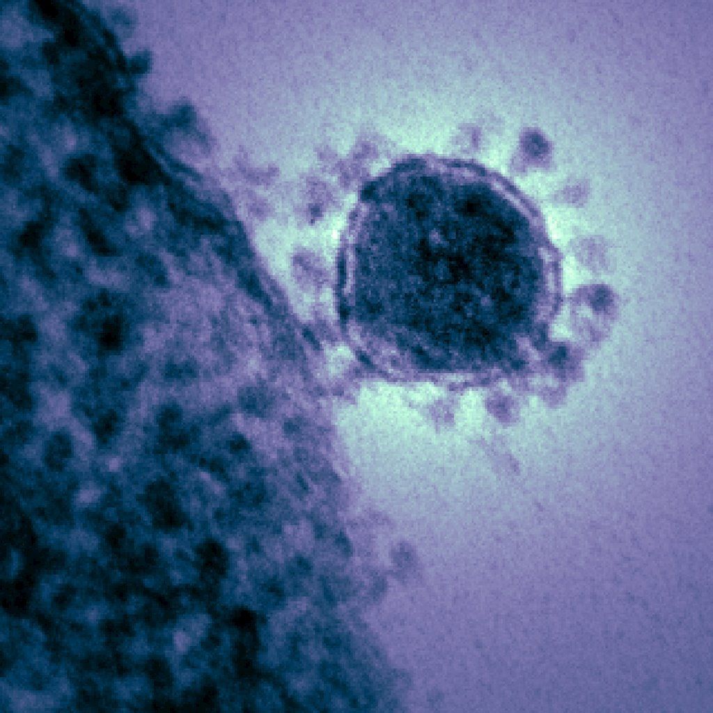 BioBiomedical's tweet image. China confirma transmisión de persona a persona del nuevo coronavirus y el contagio de personal médico buff.ly/2GaffBX