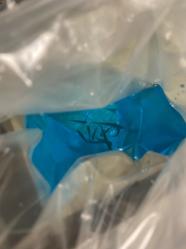 absmith_IHS's tweet photo. They are here! We are breeding male wild type zebra fish with genetically modified female fish that are transparent (Casper) to study genetics and development. #ThisIsIrmo #APBio https://t.co/6QmgGinf83