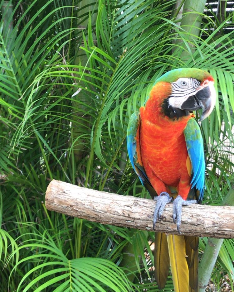 ProvidentFisher's tweet photo. There is so much wildlife to explore on Fisher Island. #ProvidentFisherIslandSuites #visitFL https://t.co/6BT49S6tcu
