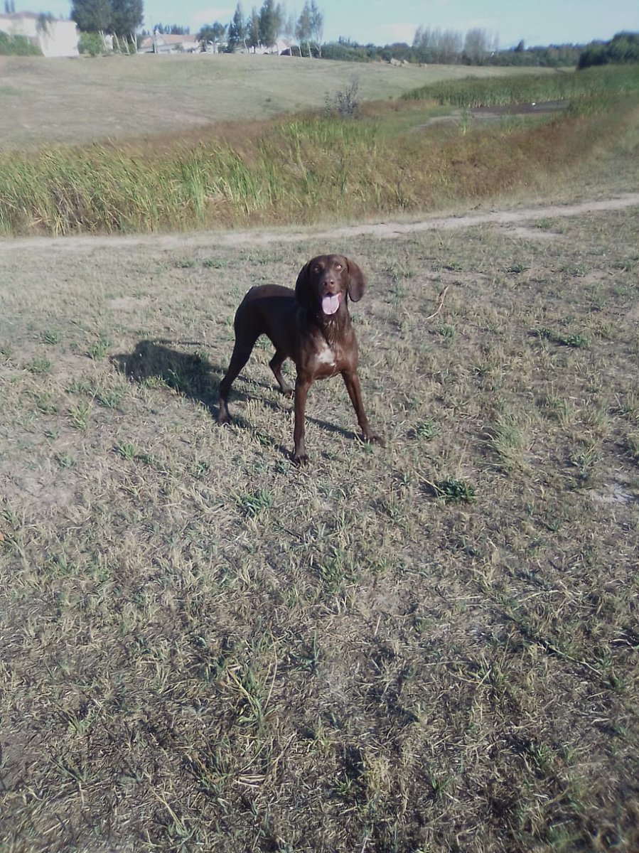 noujouhaan's tweet photo. My blaffer weimer LEO.......so lekker om my bestie 4 poot se company te share......laggggg my maag knop hard! Vat hom LEO......vang hom tarantaaaaal......jaaaaaag hom LEO!!! Blaffer vir 'n draffer!! Kap hom voluit 2020!

#jouhaan
#blaffer
#drawwer
#trailrunning
#gspoftheday https://t.co/USGdurxylV
