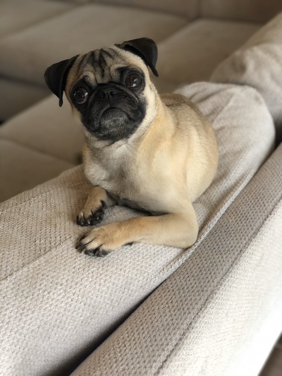 bearandlily's tweet photo. Today, I am 3 YEARS OLD 🎂 
The time has gone so fast. Can’t wait for #pugchat tonight. 

#birthdayboy https://t.co/r2namCAXa5