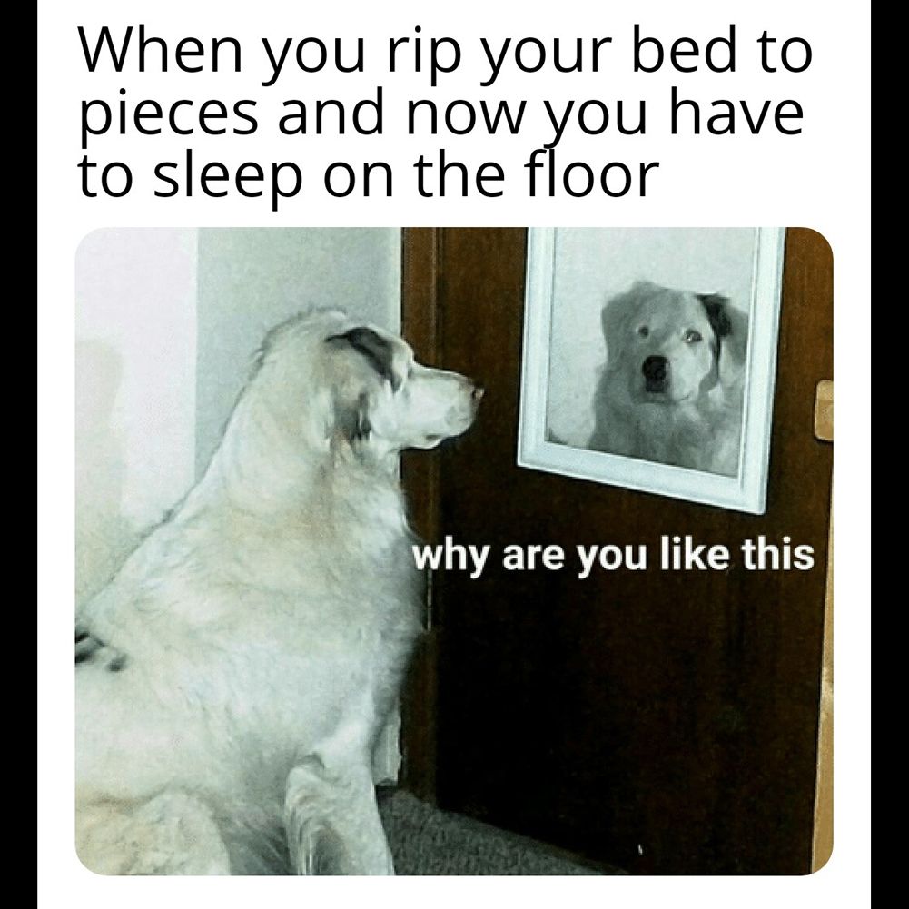 71 Hilarious Then And Now Dog Jokes Success Life Lounge