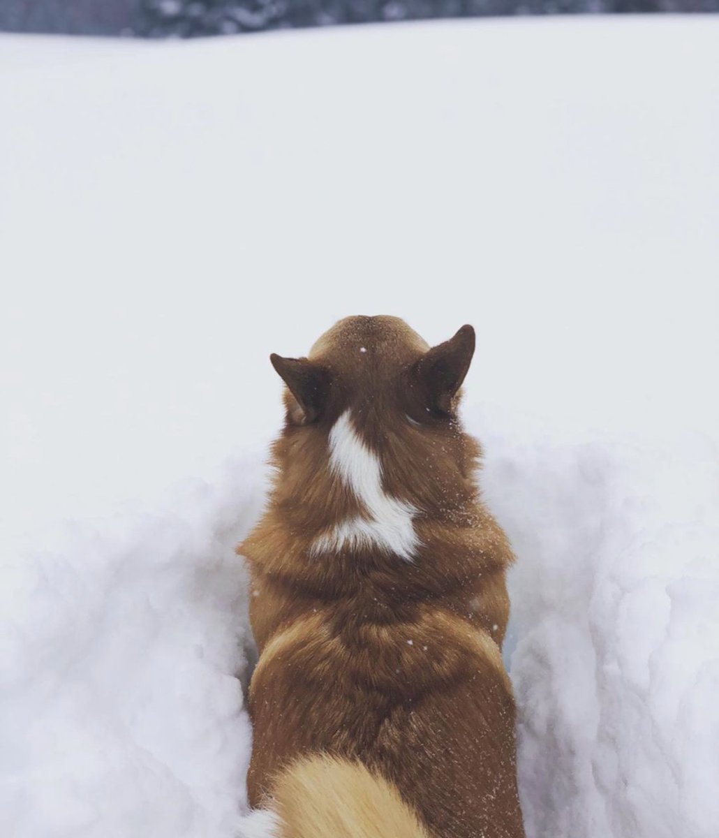 GNCPets's tweet photo. Did someone say snow day?! 🤩 If you're enjoying frosty weather like kenneththecorgi on Instagram, make sure you stay warm out there! ❄️ https://t.co/RirQkc7OeC