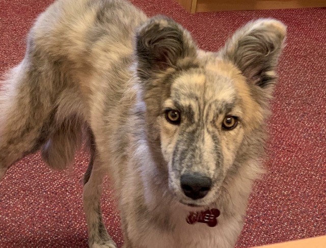 CLIENT FEEDBACK : Lovely client feedback for our office dog 'River' and the Private Client Team; ' Thoroughly enjoyed meeting River. A good idea and ice breaker, making people feel at ease.' #bringyourpettowork #officepet #privateclient