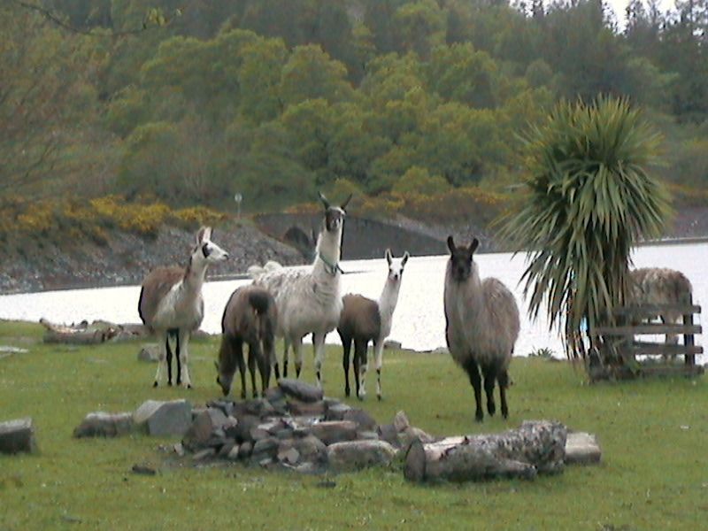 Plockton tweet media