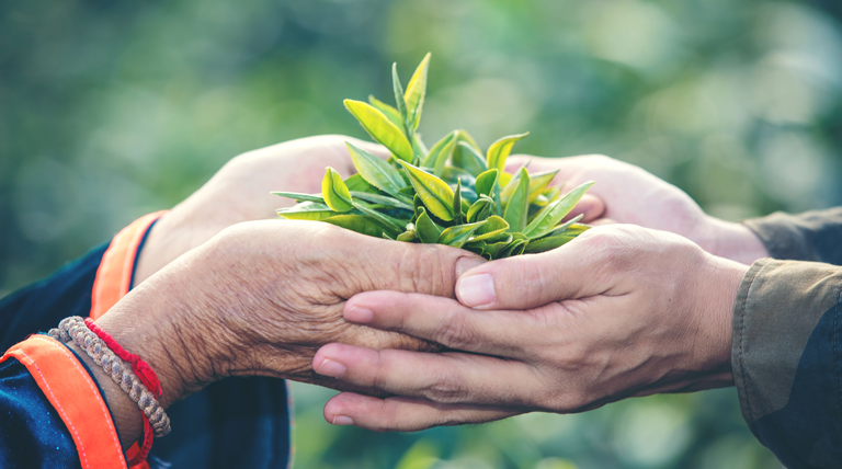 In mid-February the #UnitedStates #import #tax on approximately $75 million in #Chinese #tea will be lowered to 7.5%, a reduction by half since duties were first imposed in September 2019.  
bit.ly/30JLilL