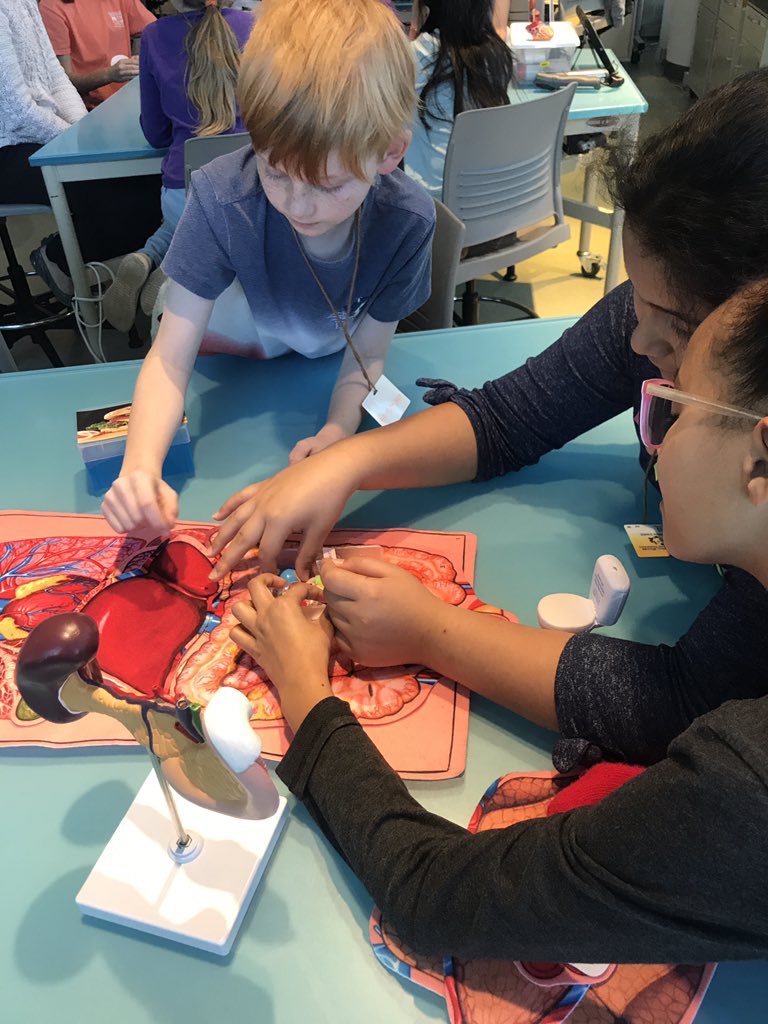 class_ramos's tweet photo. Hands on exploration of human body systems! Provocation and inquiry in action. #fwesactivateslearning @FWESIBPYP https://t.co/jYyybdjgpw