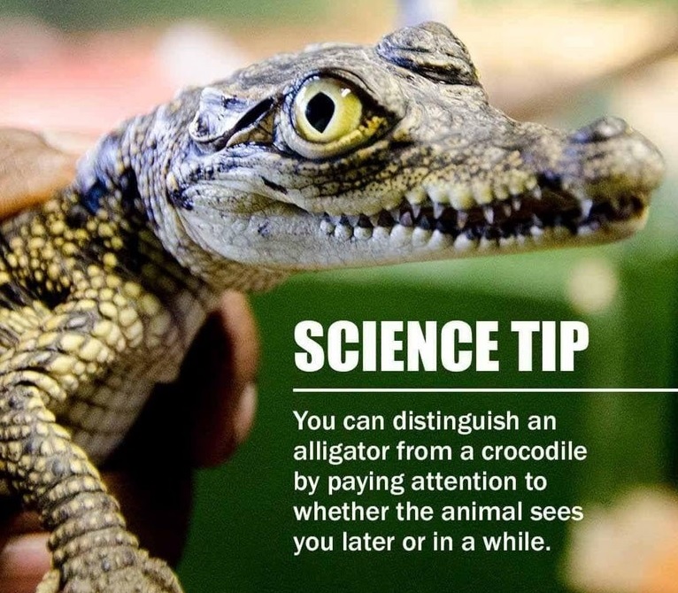 📽️ Swamp Witch Film 🎬 (@swampwitchfilm) on Twitter photo 