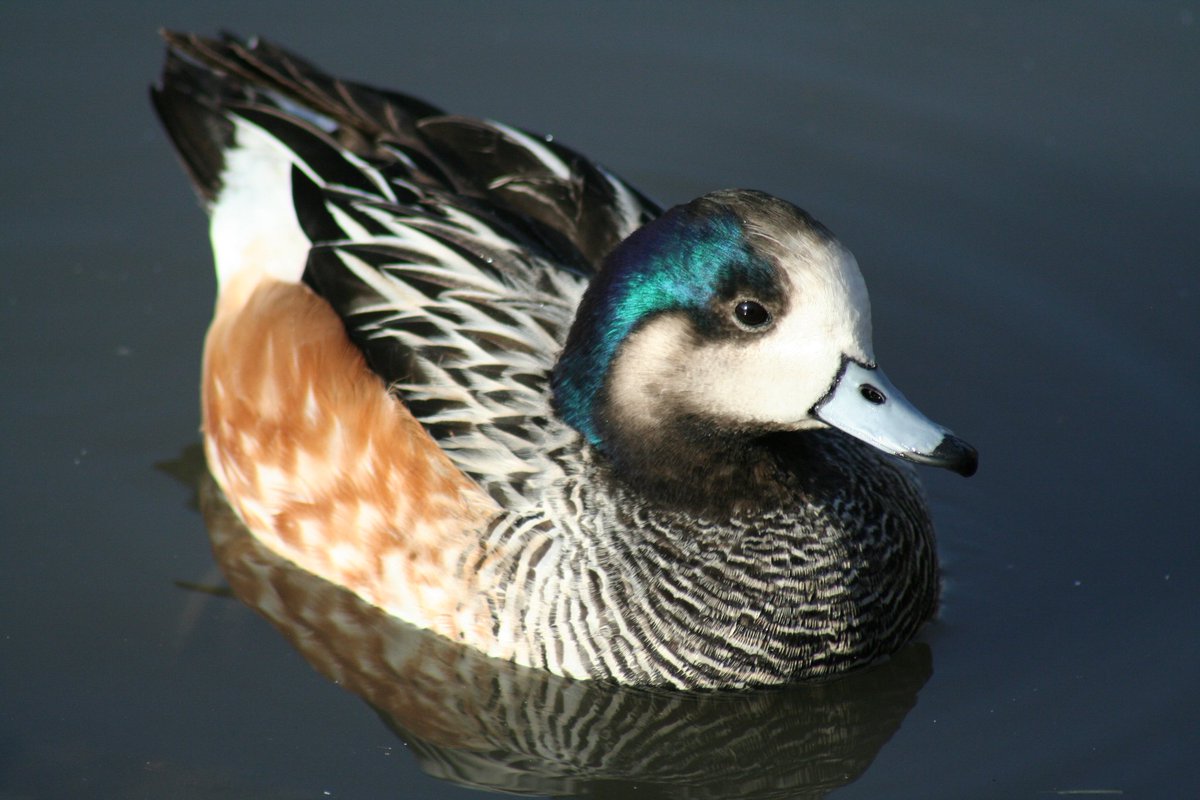 durr_zoe's tweet photo. A duck a day 🦆 ➡ Chiloé wigeon @Natures_Voice @WildlifeMag @WWTSlimbridge #MScSISS #TwitterNatureCommunity #birding #duckmodel https://t.co/NazHLA0ghe