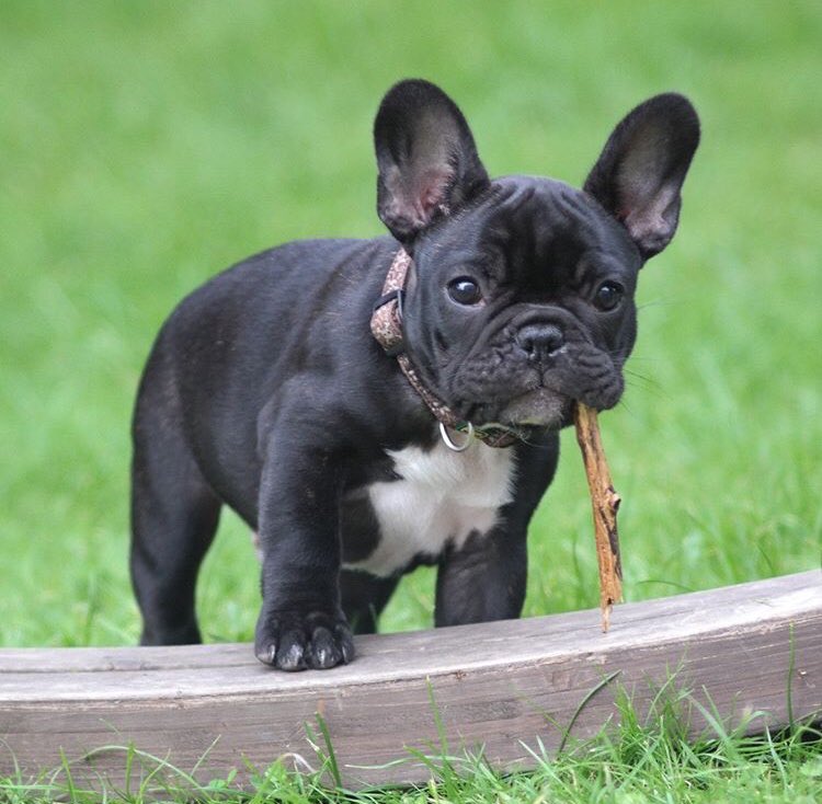ChiensNos's tweet photo. Qui vient jouer avec moi ? #chienmignon #jaimemonchien #chiendamour #chiots #chienheureux #amourdechien #chienne #instachien #adorables #chiens #chien #chiendefrance #chienparisien #chien #adorable https://t.co/VHhFRhbD6z