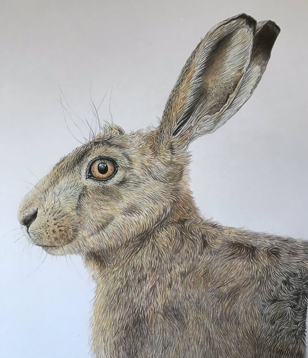 studio22artz's tweet photo. On the look out for somewhere to display my detailed animal drawing prints soon. Message me if you are interested please. I’d love them to be on display rather than mounting up, hidden away in my print drawers! Yeovil/Sherborne/Crewkerne surrounding areas. X #drawing #art https://t.co/ukW8WAui20