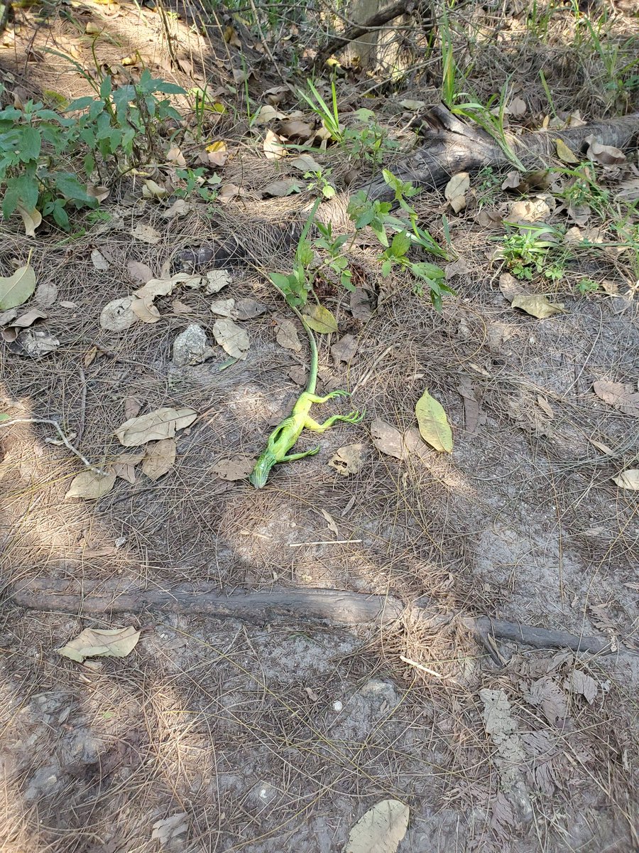 madmax48fla's tweet photo. @Markham_Park it was raining iguanas on the mountain bike trails this morning https://t.co/kPCr0Qwnib