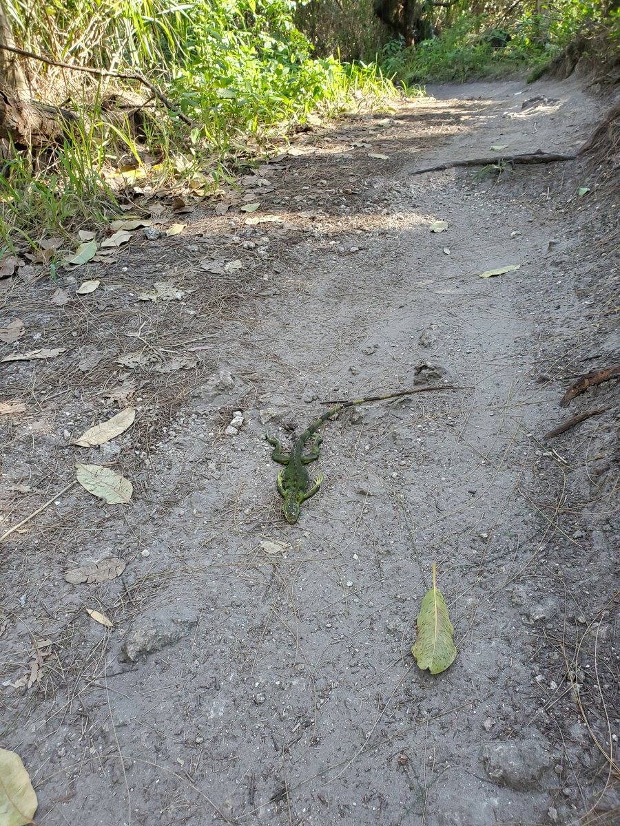 madmax48fla's tweet photo. @Markham_Park it was raining iguanas on the mountain bike trails this morning https://t.co/kPCr0Qwnib