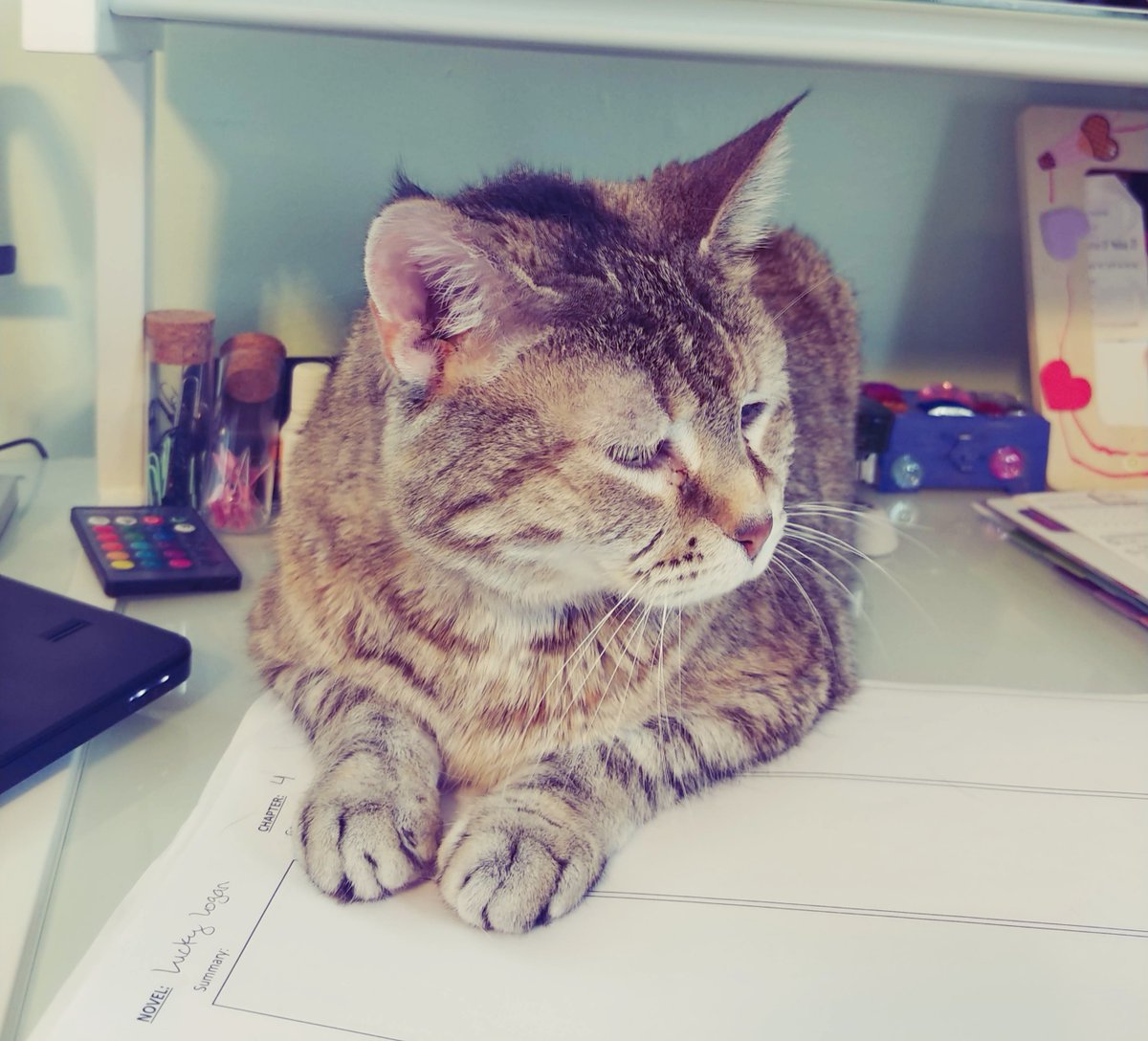 This little kitty wishes to help with LUCKY LOGAN revisions... 🐱

#cats #catlover #catlovers #catoftheday #catlife #cutecats #lovecats #authorlife #writerslife #catsoftwitter #amwriting #amediting #storyrevisions #storyprocess #thelegacyofluckyloganseries #luckylogan