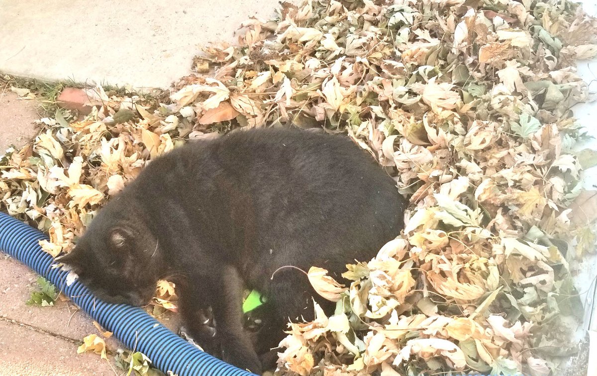 Tiffanie_Faith's tweet photo. ๐๐
Those days when you're tired enough to sleep in but every fu**ing thing makes just enough noise to rouse you if you drift off ...
๐๐
I wish I was a cat ... a spoiled, indoor cat ๐
#Tired #NeedSleep #BitchDay #Yawn #Cat #CuteCats #CutePets #Photography #JustBitching๐ https://t.co/DXUe9nAVXW