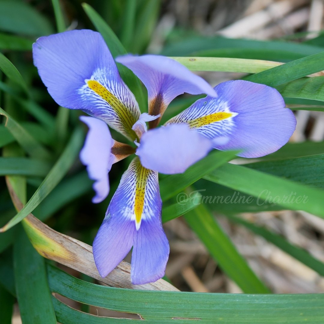 ChartierEmeline's tweet photo. Iris unguicularis 'Mary Barnard' seedling
#iridaceae #iris #irisunguicularis #winterfloweringplants #seed https://t.co/9gSLutMKwc