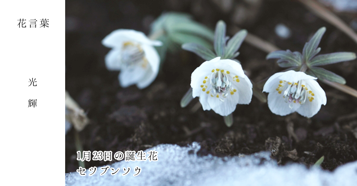 花キューピット I879 Com 公式 山下智久さんが届けます 母の日特別お届けキャンペーン 1月23日の誕生花 セツブンソウ お誕生日おめでとうございます 花言葉 は 光輝 冬の寒い時期に 春の便りとして咲く白い花 あなたはこんな人 直感が鋭い