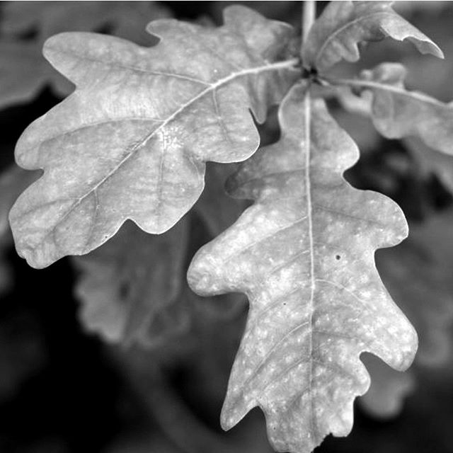 Wow! An oak tree will produce around 10 million acorns in it's lifetime. That's nuts! Ok, excuse the terrible pun, but it is amazing to think that these mighty historic trees, which are so much a part of our history, grow from such tiny acorns. #lowrylon… ift.tt/2tHhYQN